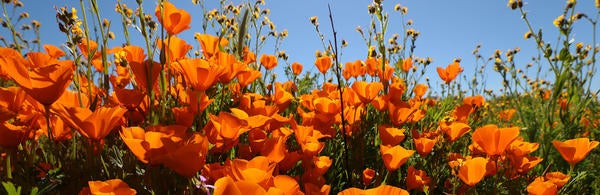 California Poppies