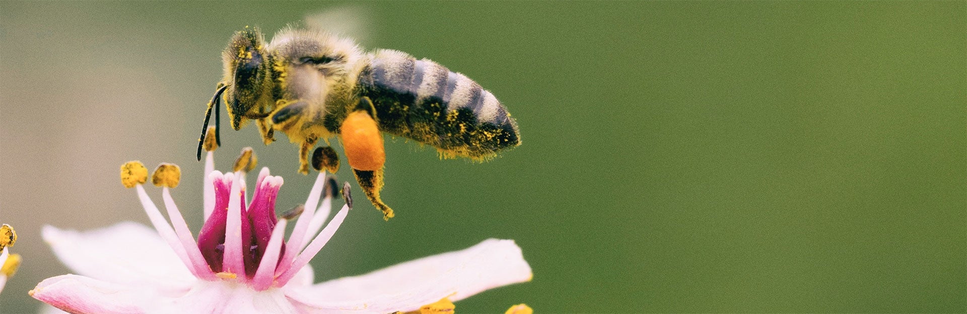 Bee on a flower (c) unsplash